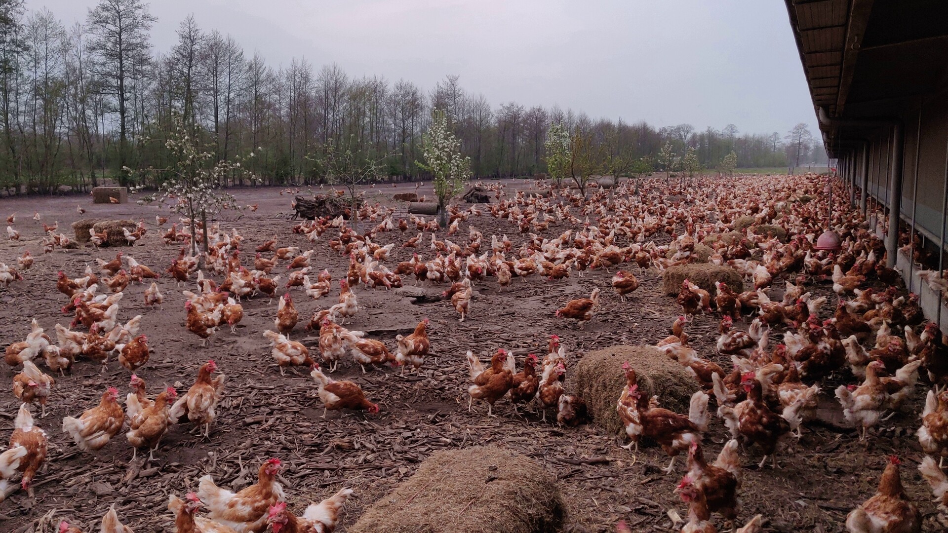 Leghennen vrije uitloop scharrelen buiten