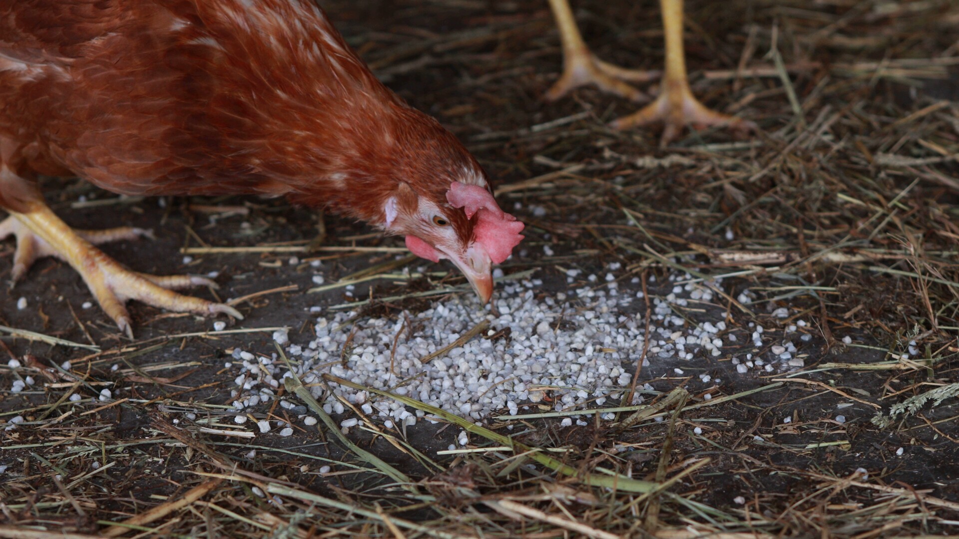 Kip pikt maagkiezel